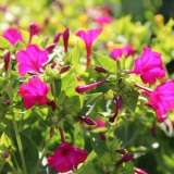 Noční květ mirabilis: vše, co potřebujete vědět o odrůdách, přistání a péči